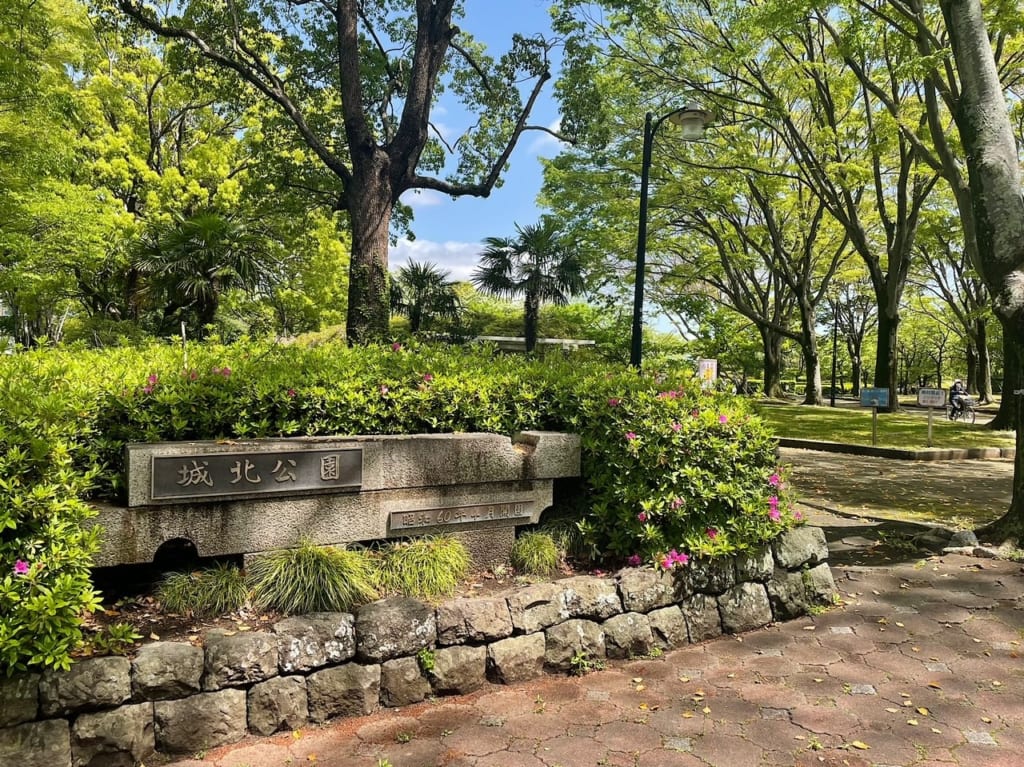 城北公園では藤やなんじゃもんじゃの花が見ごろです